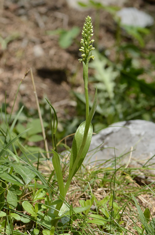 E'' Pseudorchis albida?